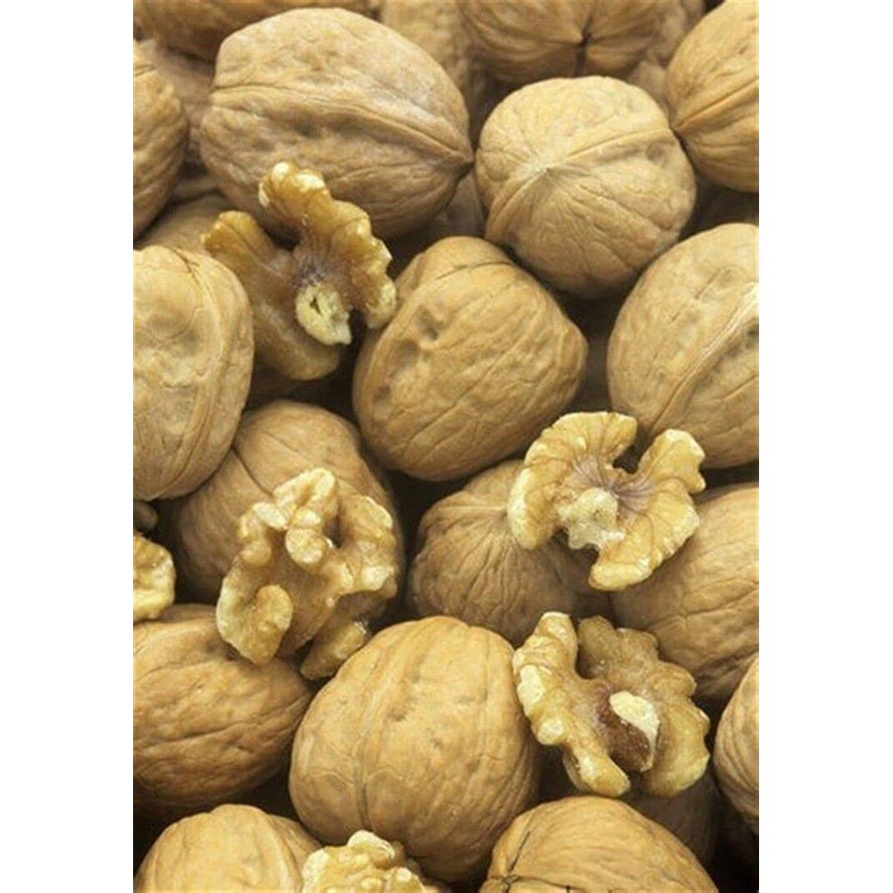 Inspirational Gifting Walnut Juglans Regia Sapling 40-60cm 10 Pack Image 2