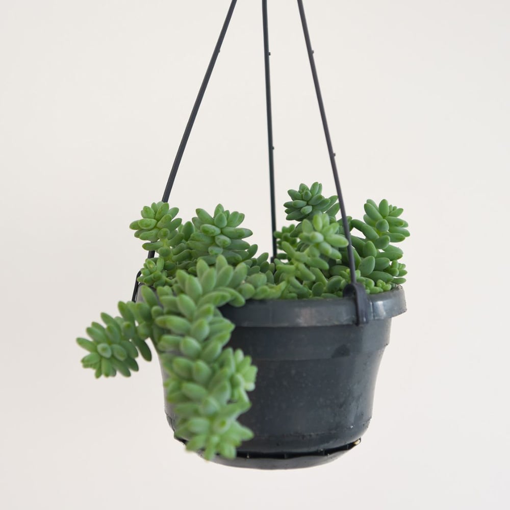 Thompson and Morgan Sedum Burrito Hanging Basket 14cm Image 2