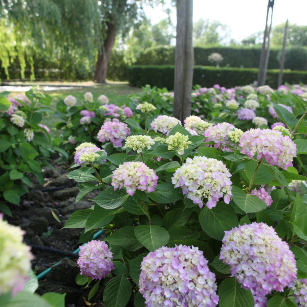 Thompson and Morgan Hydrangea Macrophylla Endless Summer The Original Plant in Pot 35L Pot Image 2