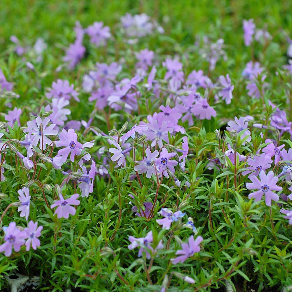 Thompson and Morgan Creeping Phlox Collection 2023 Ground Cover Perennial 20 Postiplugs Image 5