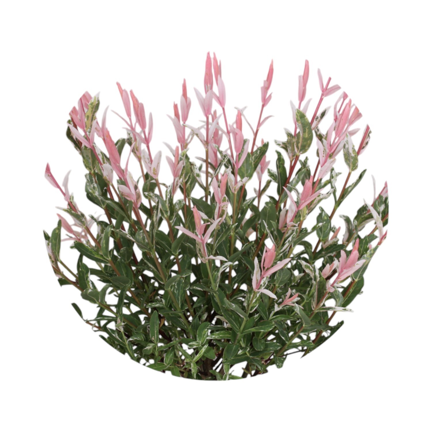 Salix Integra Flamingo Plant Pink Image 3