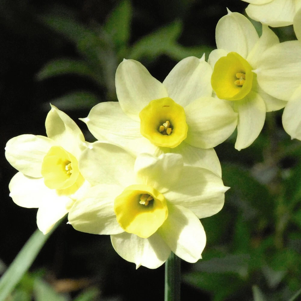 Thompson and Morgan Daffodil Minnow Planting Bulb 40 Pack Image 6