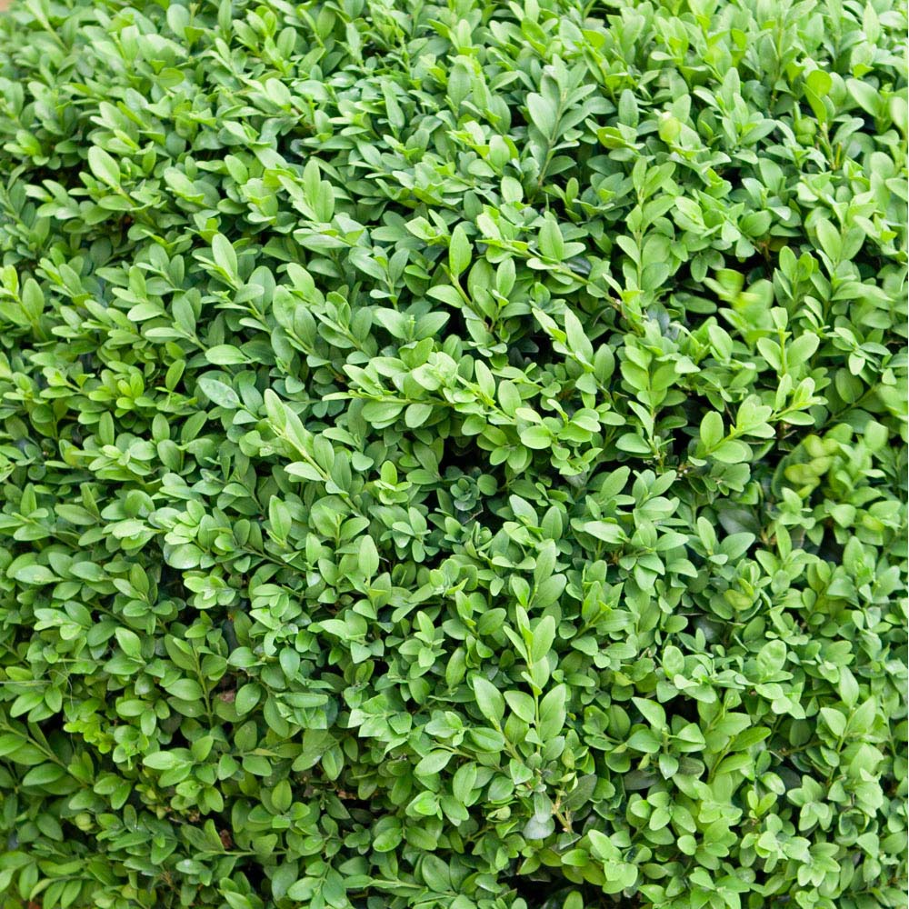 YouGarden Box Hedging Plants 10 Pack Image 4