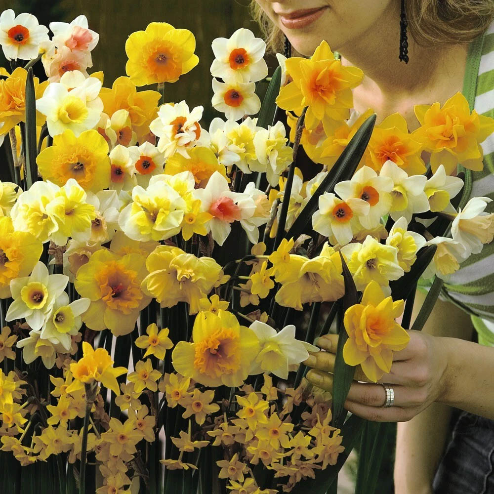 Thompson and Morgan Daffodil Sweet Aroma Mixed Spring Planting Bulb 8 Pack Image 4
