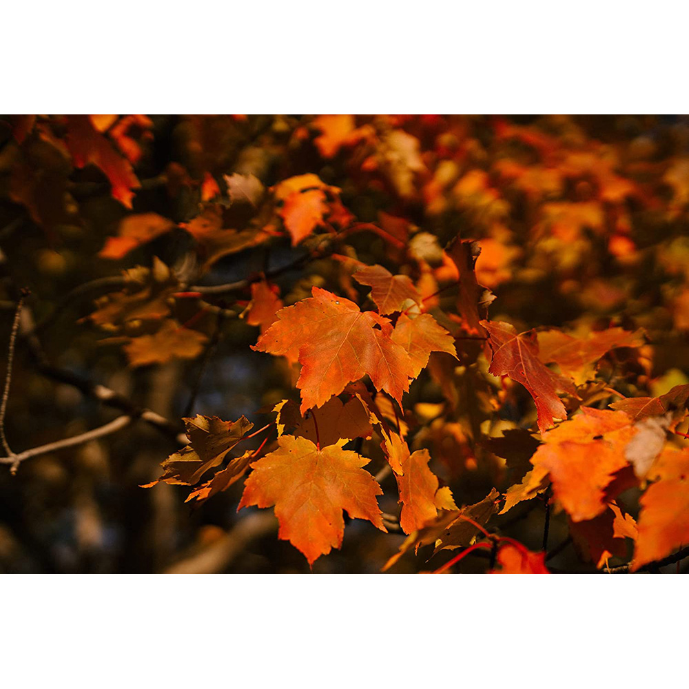 Inspirational Gifting Field Maple Bare Root Hedge Plant Saplings 3-4ft 10 Pack Image 6