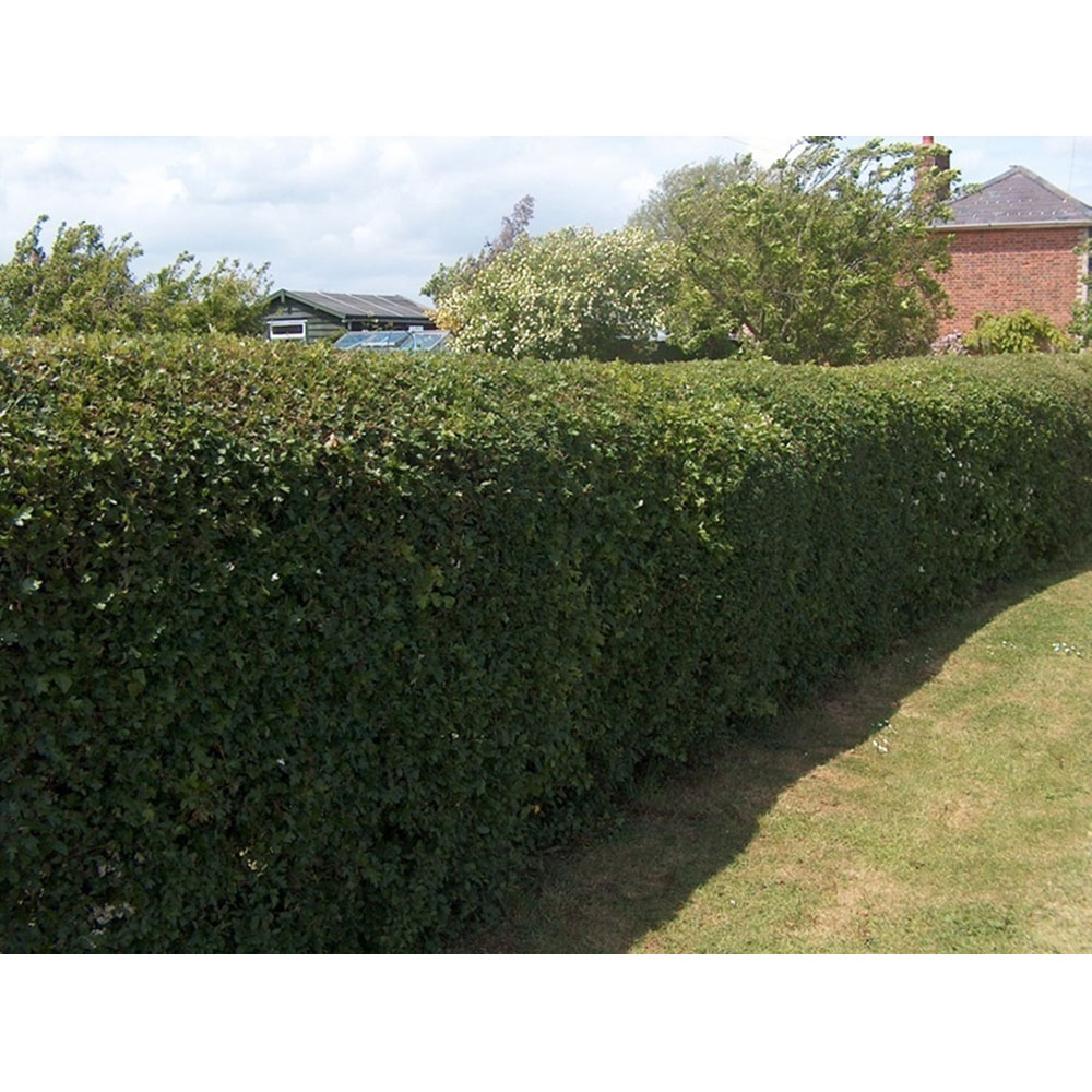 Inspirational Gifting Hawthorn Bare Root Hedge Plant Sapling 3-4ft 20 Pack Image 4