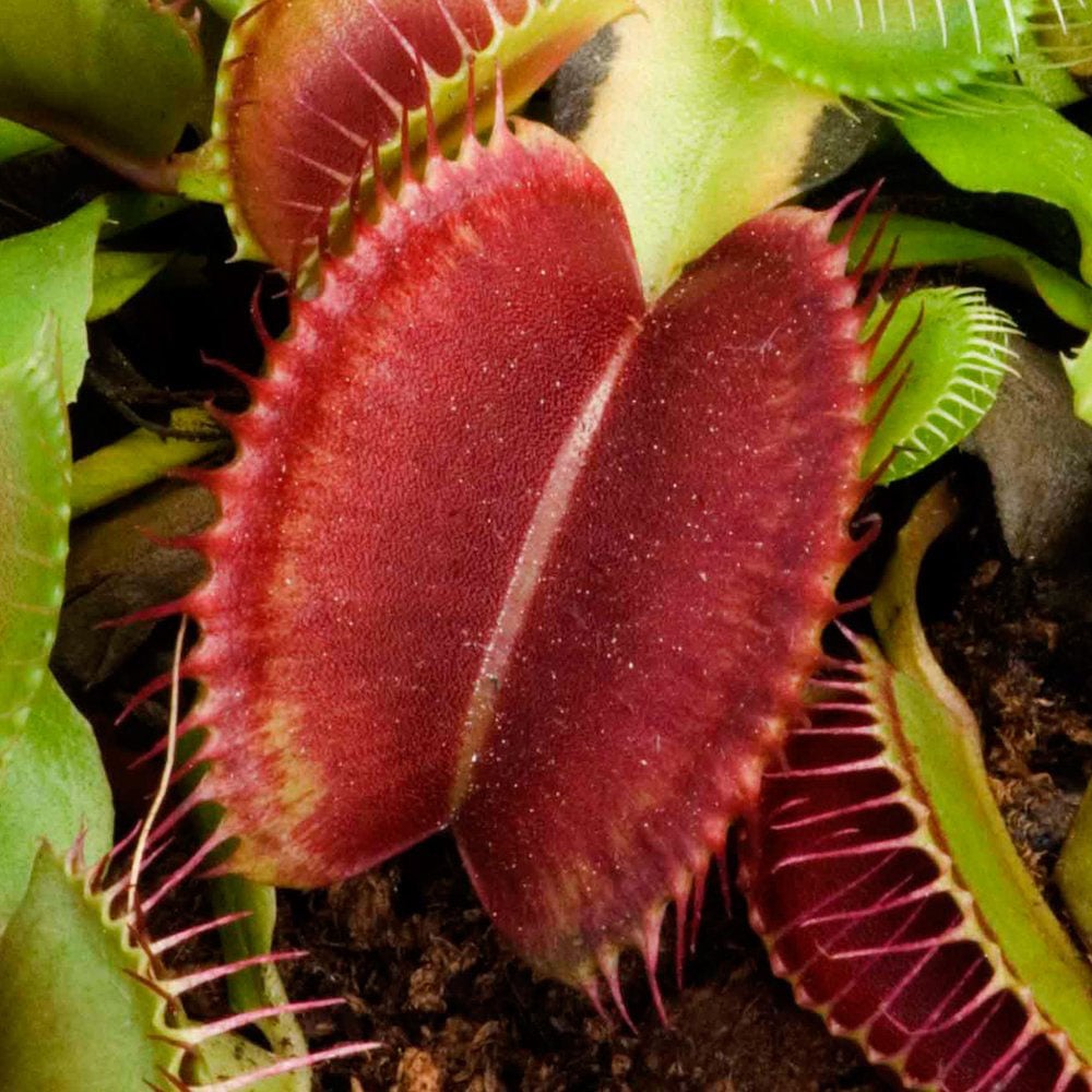 Thompson & Morgan Dionaea muscipula Venus Fly Trap Potted Plant 3 Pack Image 2