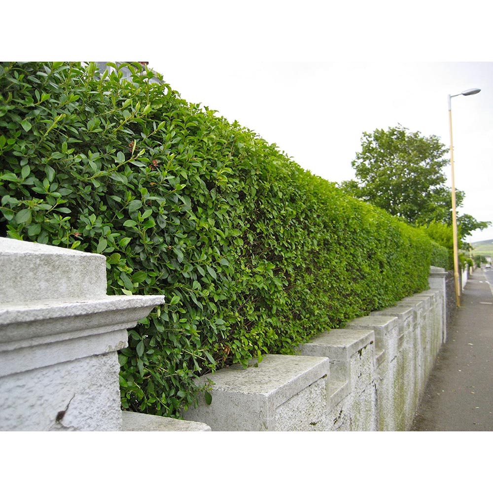 Inspirational Gifting Green Privet Evergreen Bare Root Hedge Plant Sapling 5ft 10 Pack Image 4