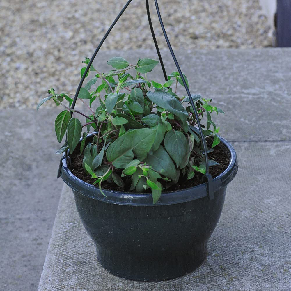 Thompson and Morgan Sherbet Lemon Preplanted Hanging Basket 35cm 2 Pack Image 6