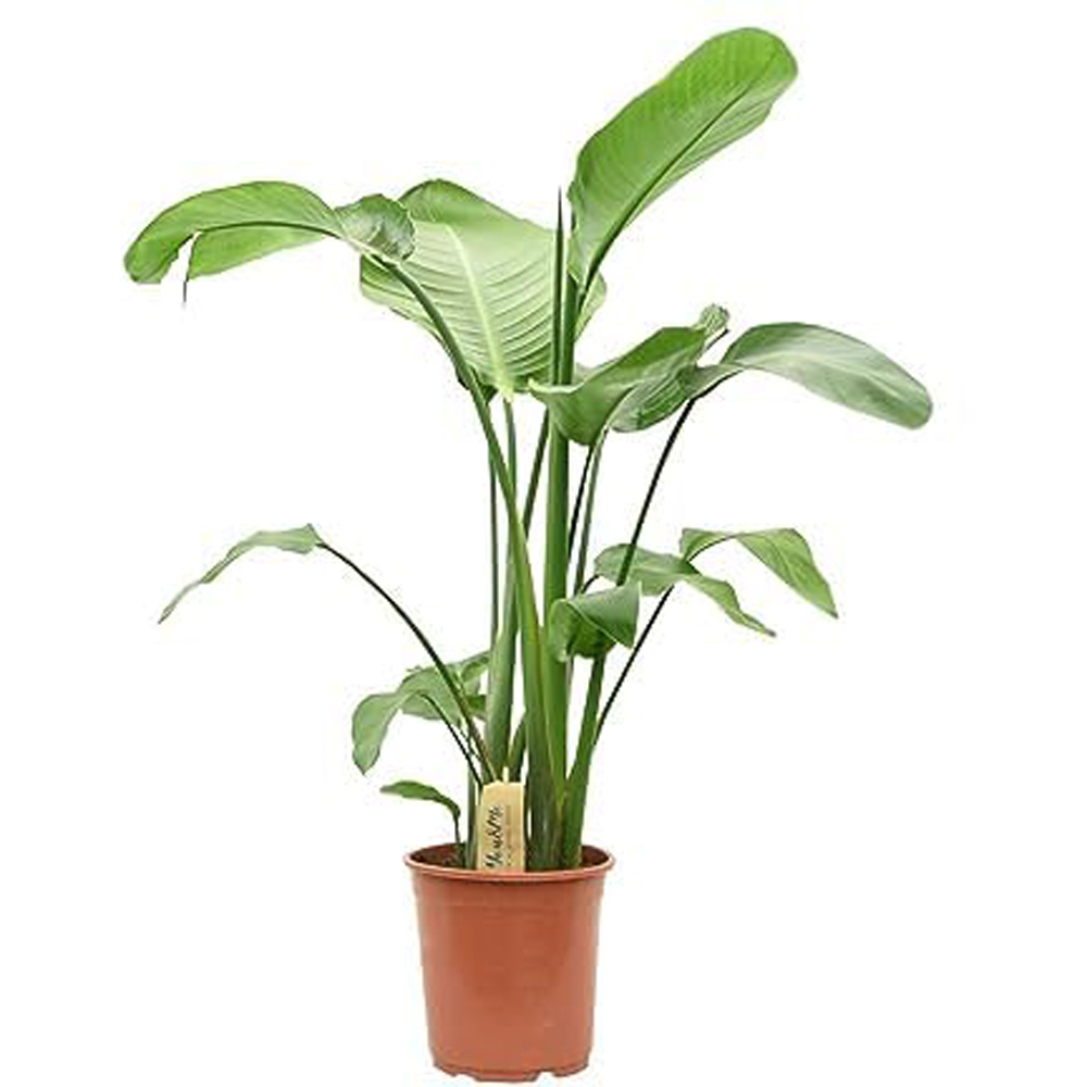 Thompson and Morgan Strelitzia Nicolai Plant in Pot 13cm Image 2