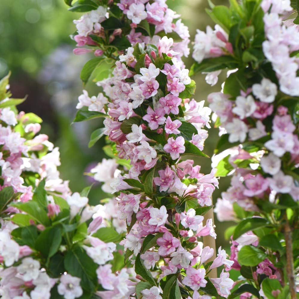 Thompson and Morgan Weigela Towers of Flowers Apple Blossom Plant Pot 9cm 3 Pack Image 4