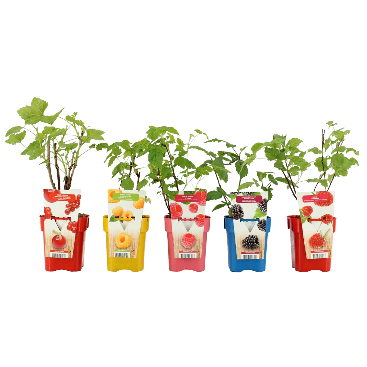 Fruit Ribes Nigrum Titania - Black Image