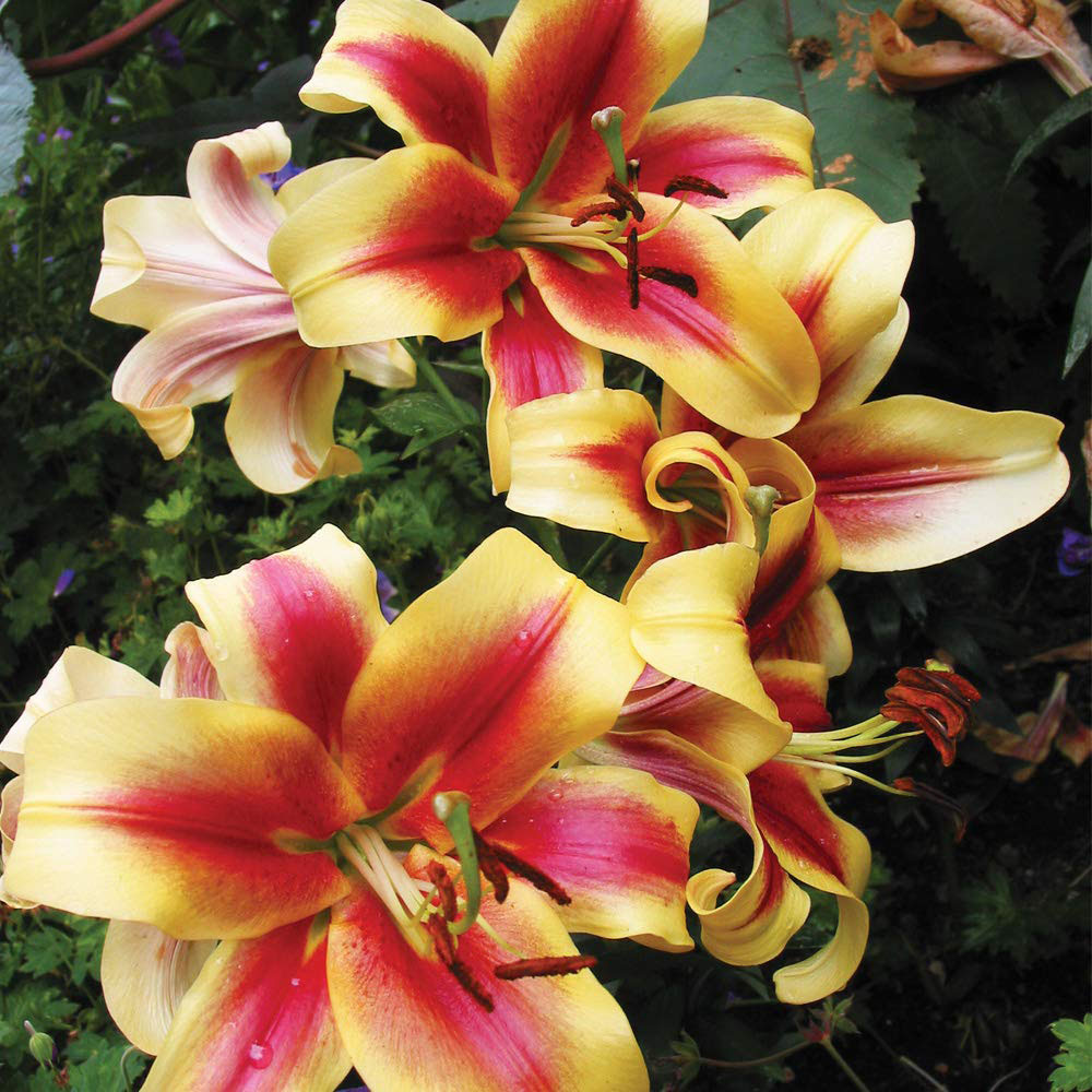 Thompson and Morgan Tree Lily Collection Planting Bulb 18 Pack Image 6