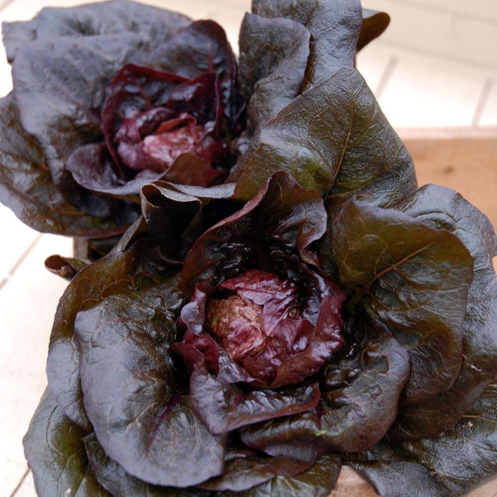 Thompson and Morgan Lettuce Intred Seed Packet Image 3