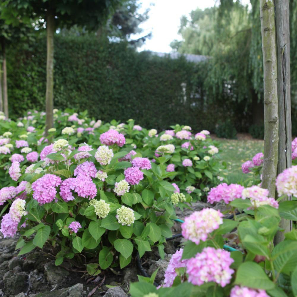 Thompson and Morgan Hydrangea Macrophylla Endless Summer The Original Plant in Pot 35L Pot Image 4