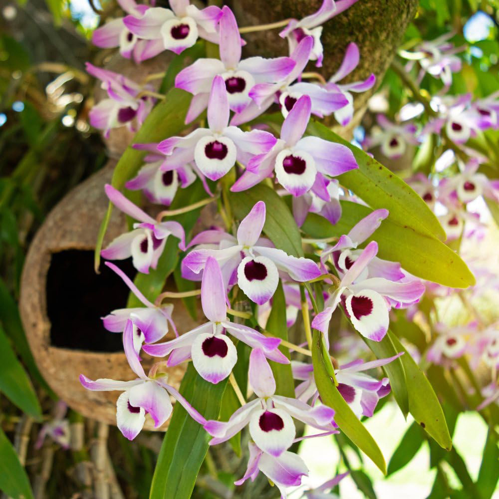 Thompson & Morgan Dendrobium Nobile Sunny Eye 2 Branch Potted Plant Image 1