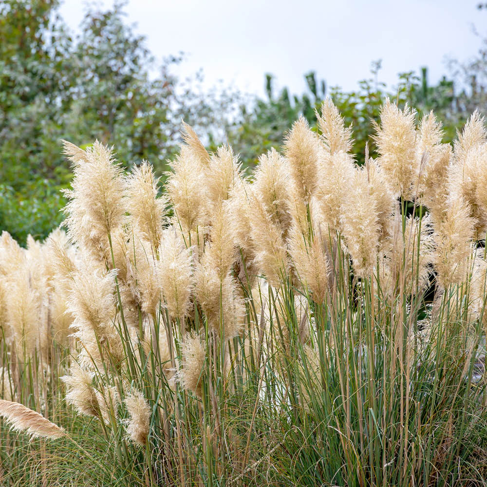 YouGarden Pampas Grass Collection Pot 9cm 3 Pack Image 2