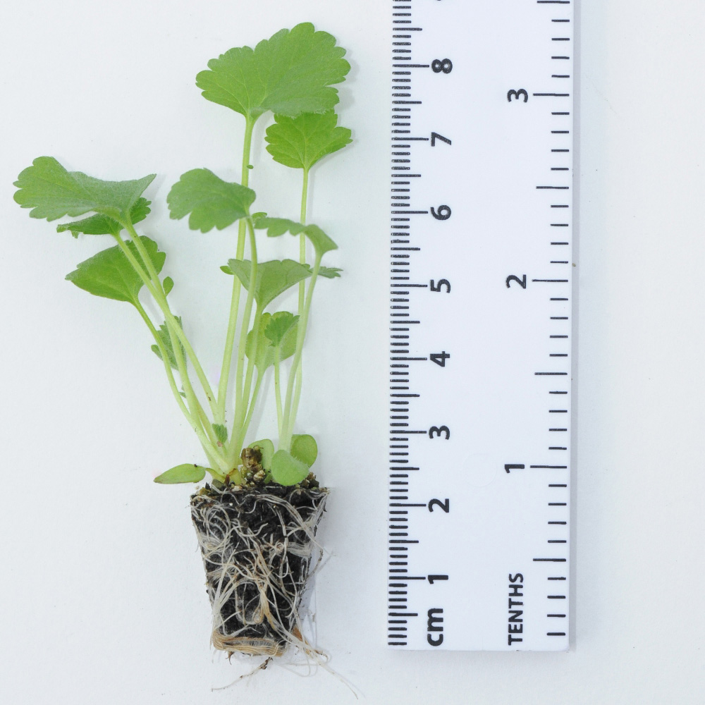 Thompson and Morgan Geum Mrs J. Bradshaw Plant Plug 48 Pack Image 5