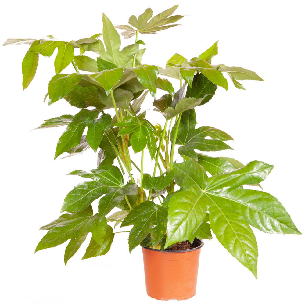 YouGarden Fatsia Japonica Plant Pot Image 3