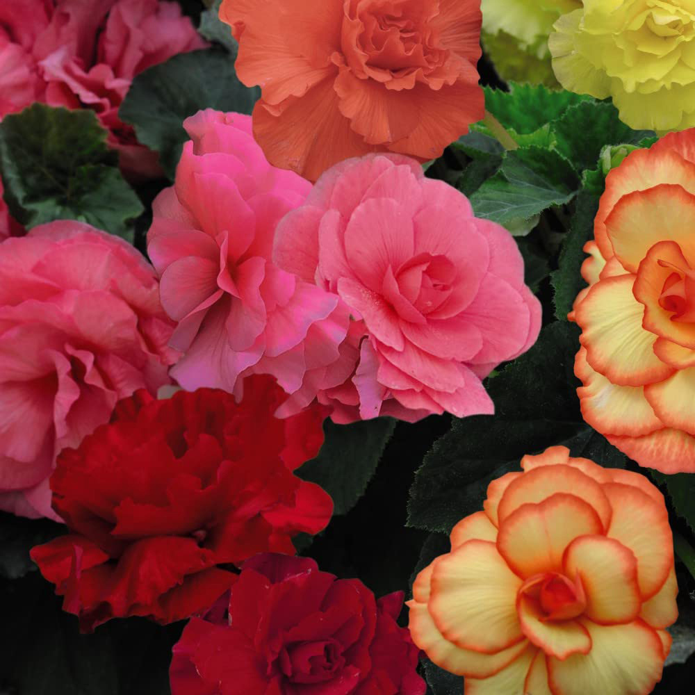 Thompson and Morgan Begonia Majestic Garden Ready Plant 15 Pack Image 3