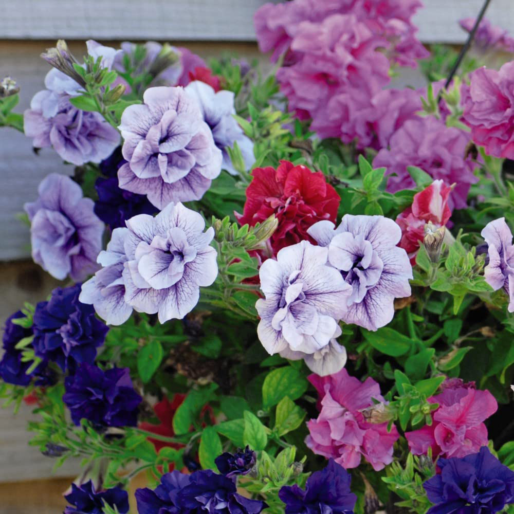 Thompson and Morgan Petunia Frills and Spills Preplanted Hanging Basket 25cm 2 Pack Image 4