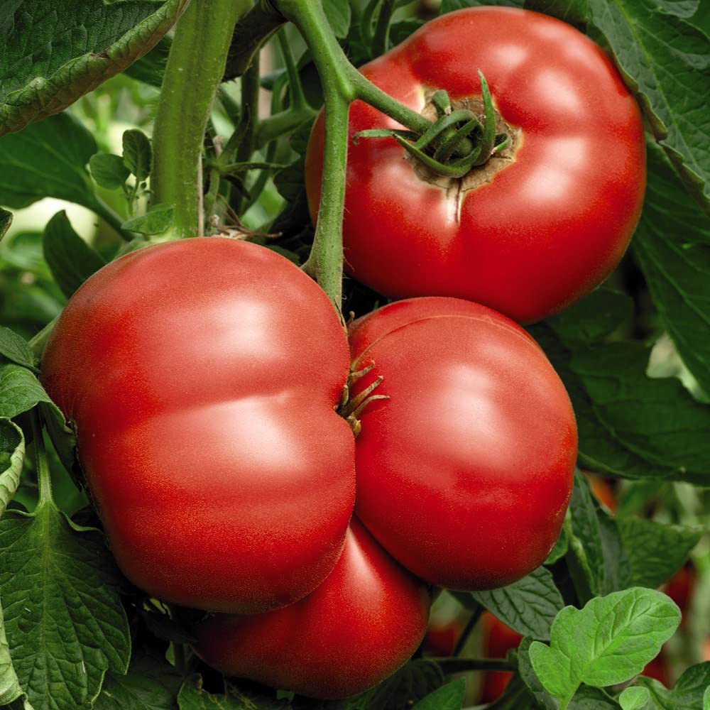 Thompson and Morgan Tomato Grafted Crimson Collection Plant Pot 9cm 8 Pack Image 3