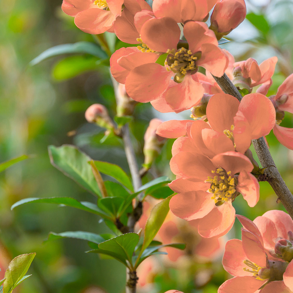 YouGarden Japanese Quince Chaenomeles Superba Orange Trail Plant Pot 2L Image 2