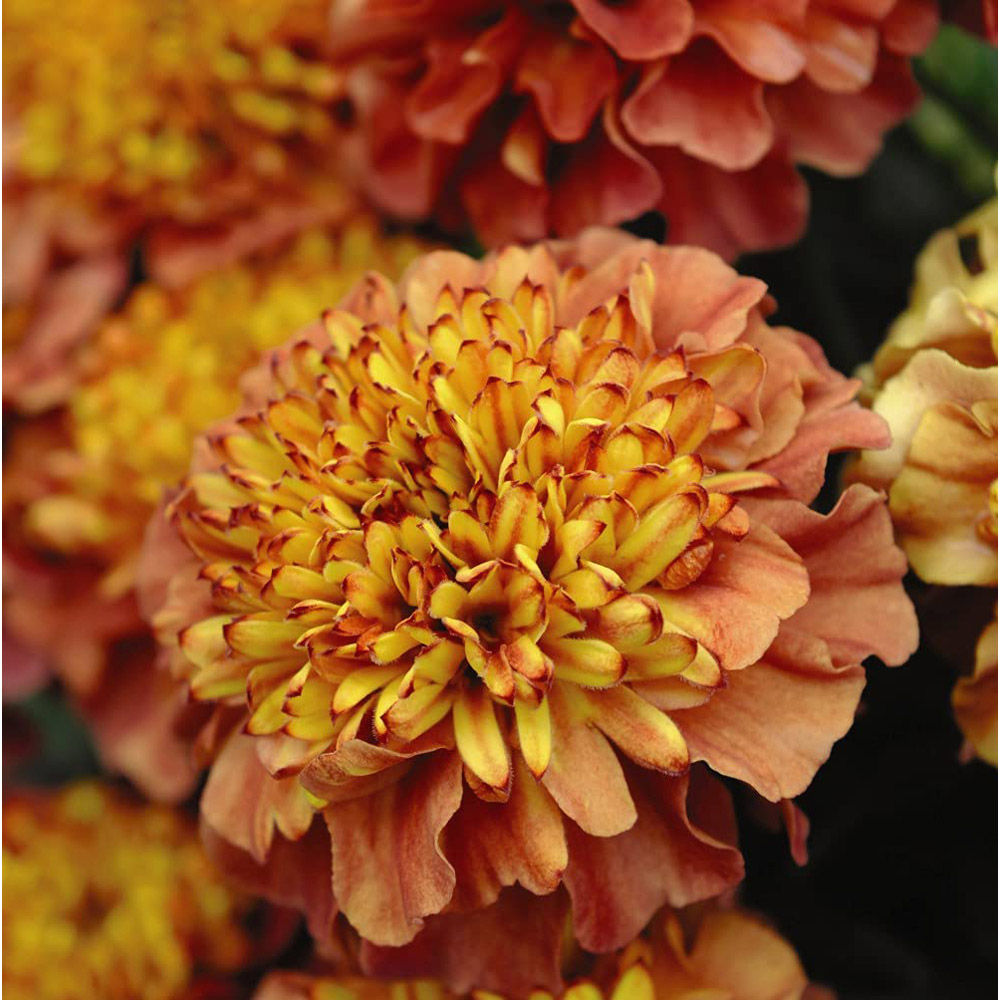 Thompson and Morgan Marigold Strawberry Blonde Garden Ready Plant 15 Pack Image 3