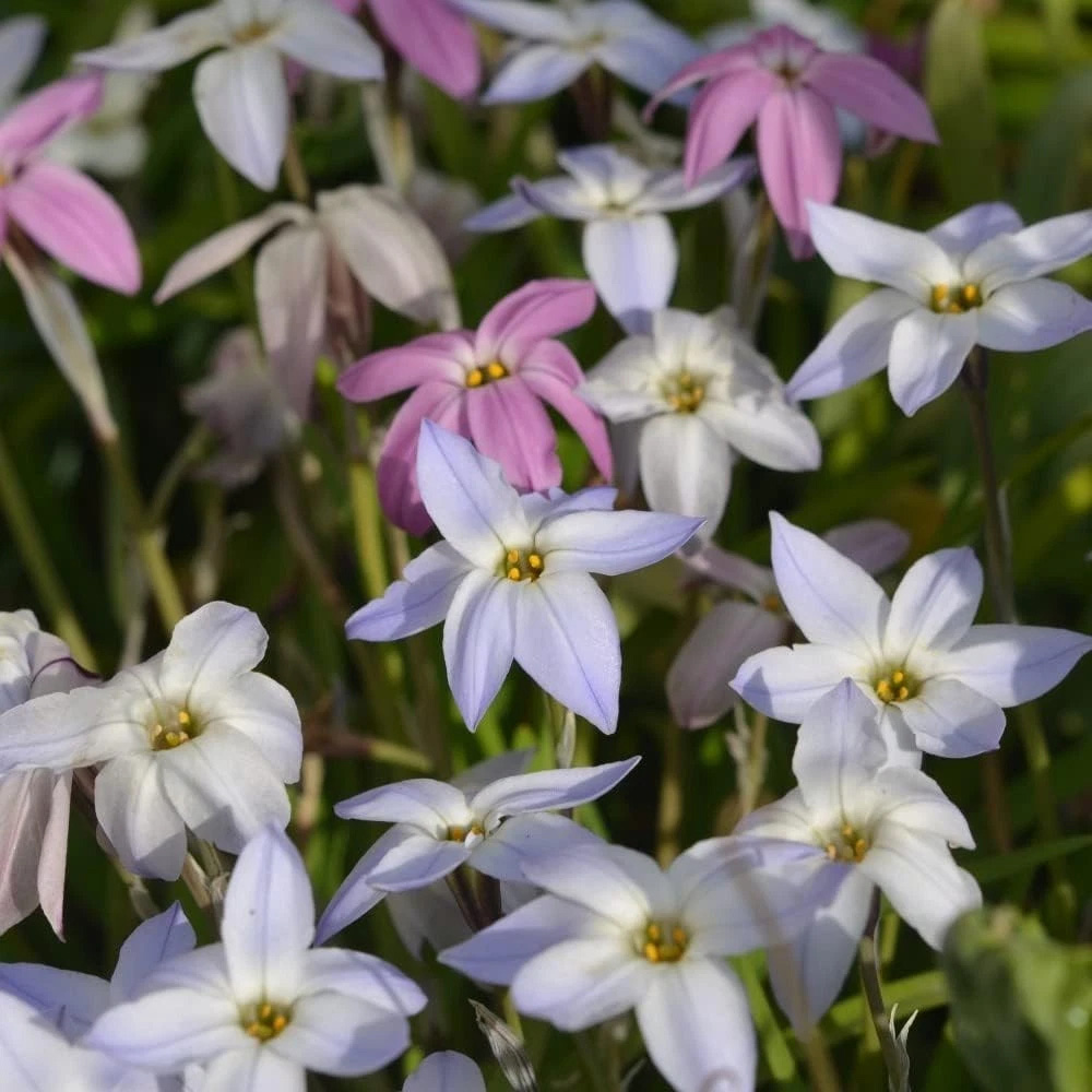 Thompson and Morgan Flowering Collection Spring Planting Bulb 300 Pack Image 5