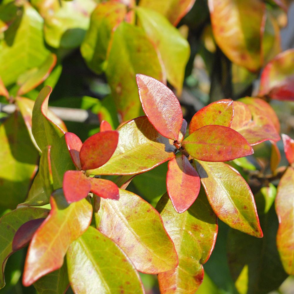 Thompson and Morgan Trachelospermum Jasminoides Plant Pot 9cm 2 Pack Image 4