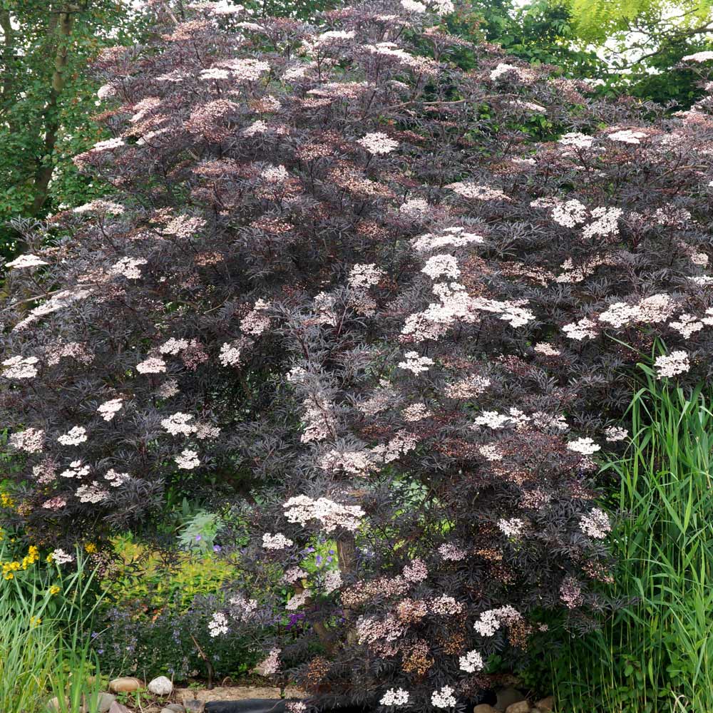 YouGarden Sambucus Nigra Black Lace Pot 2L Image 3