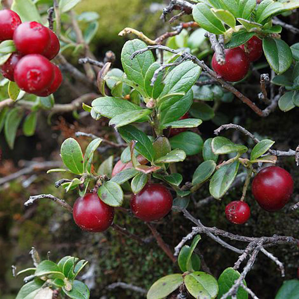 Thompson & Morgan Cranberry Vaccinium macro Pilgrim Potted Plant Image 2