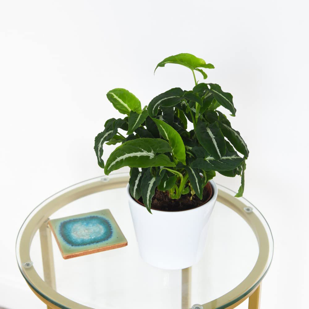 Thompson and Morgan Syngonium Wendlandii Plant in Pot 12cm Image 2