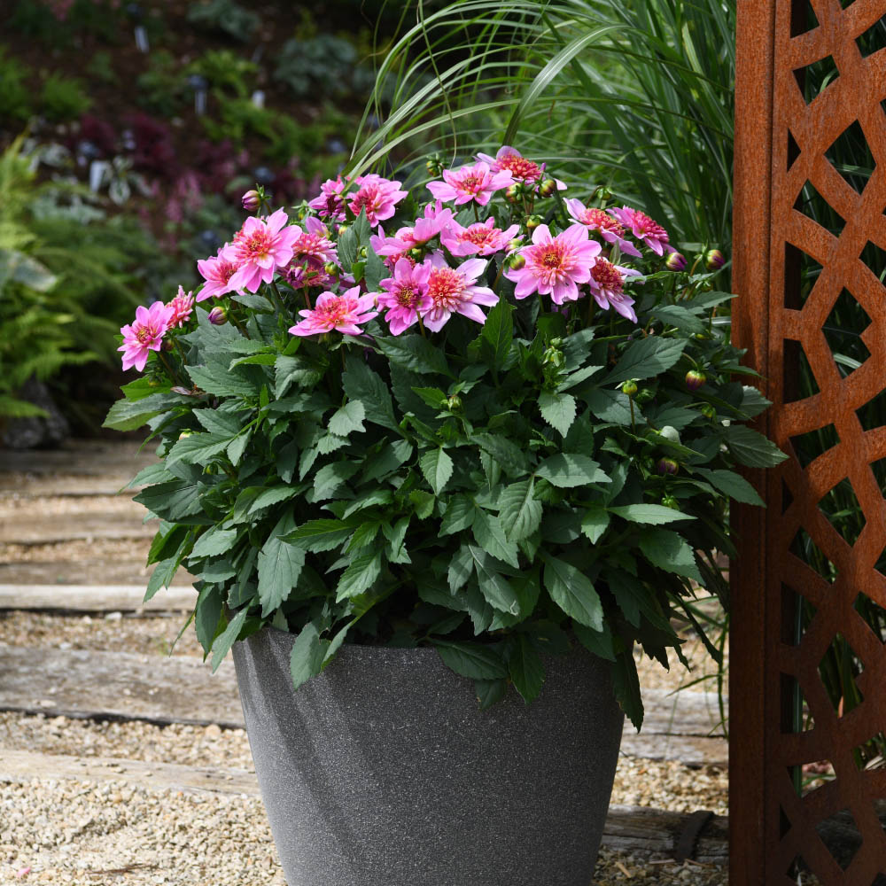 Thompson and Morgan Dahlia Gardenetta Starburst Pink Postiplugs 6 Pack Image 4