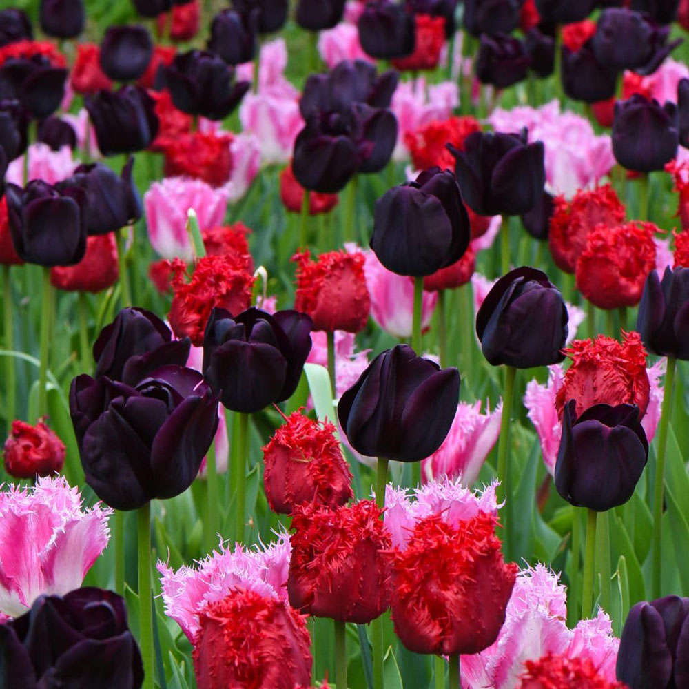 Thompson and Morgan Tulip Berry Sorbet Bulbs 8 Pack Image 2