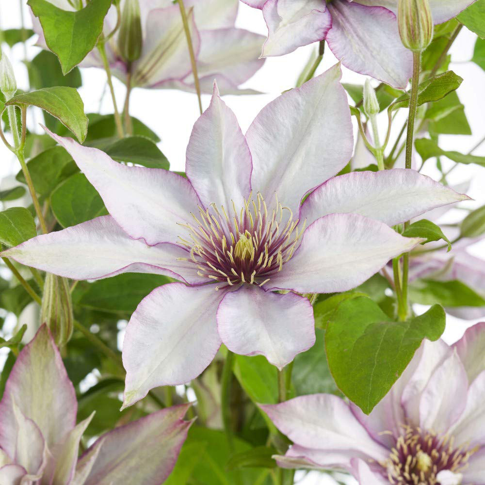 Thompson and Morgan Clematis Samaritan Jo Potted Plant 15cm Image 4