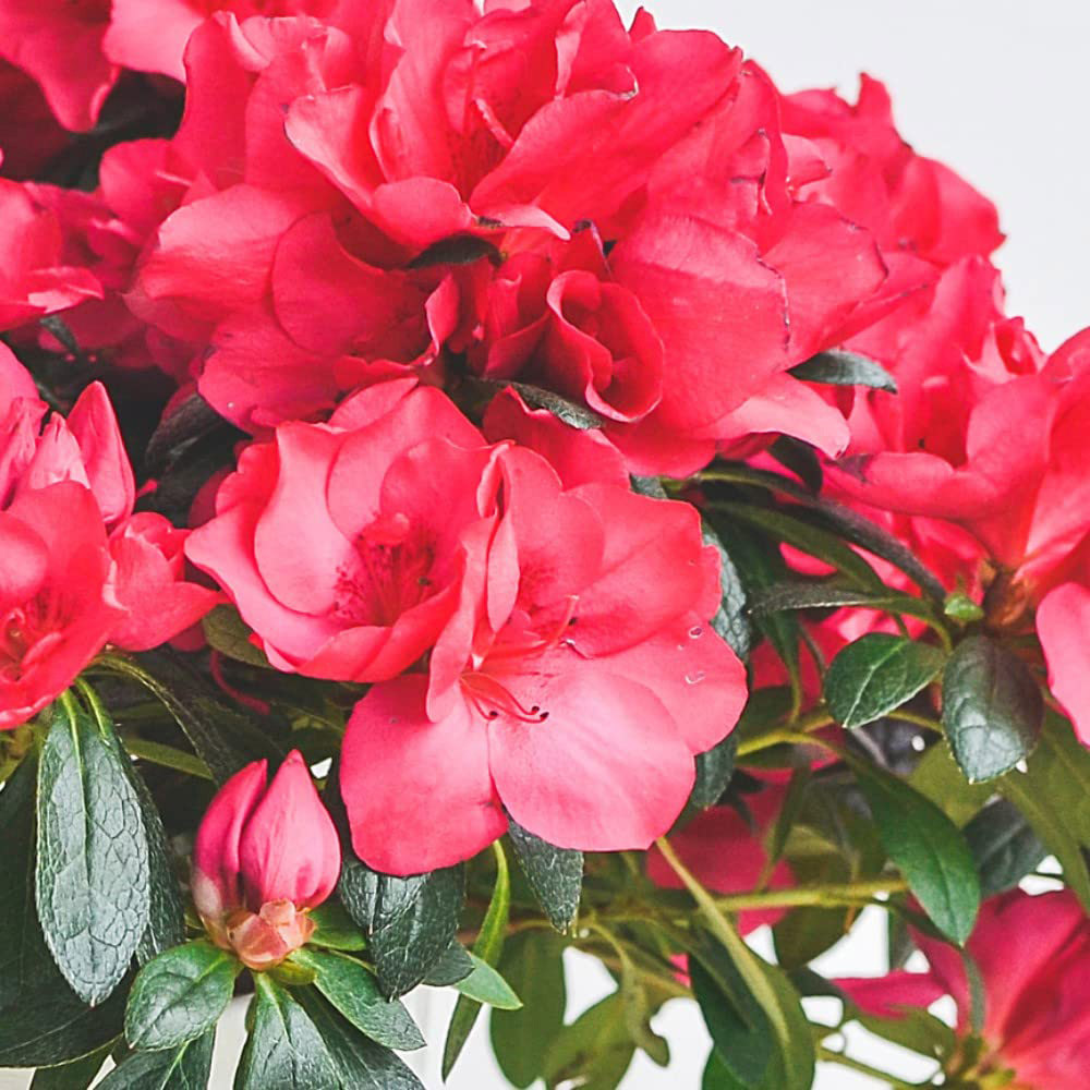 Thompson & Morgan Red Azalea Dwarf Plant Pot 9cm Image 6