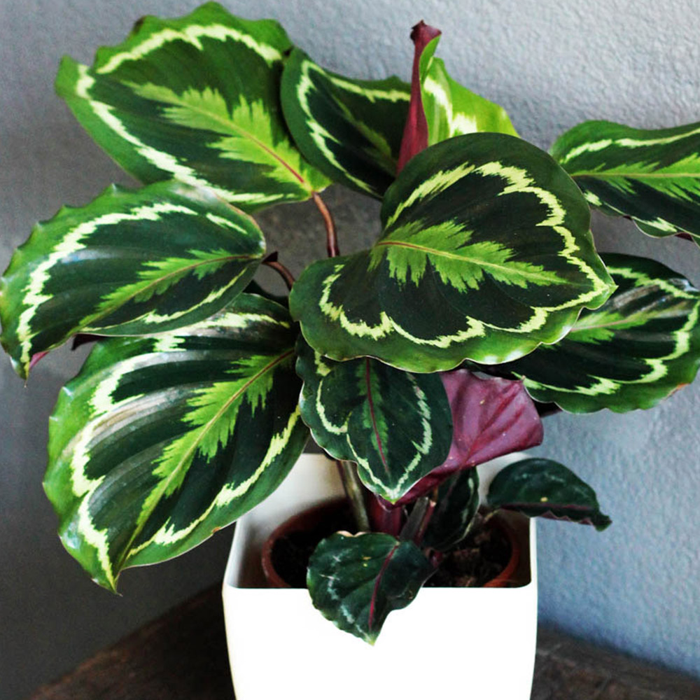 YouGarden Calathea Medallion Image 2