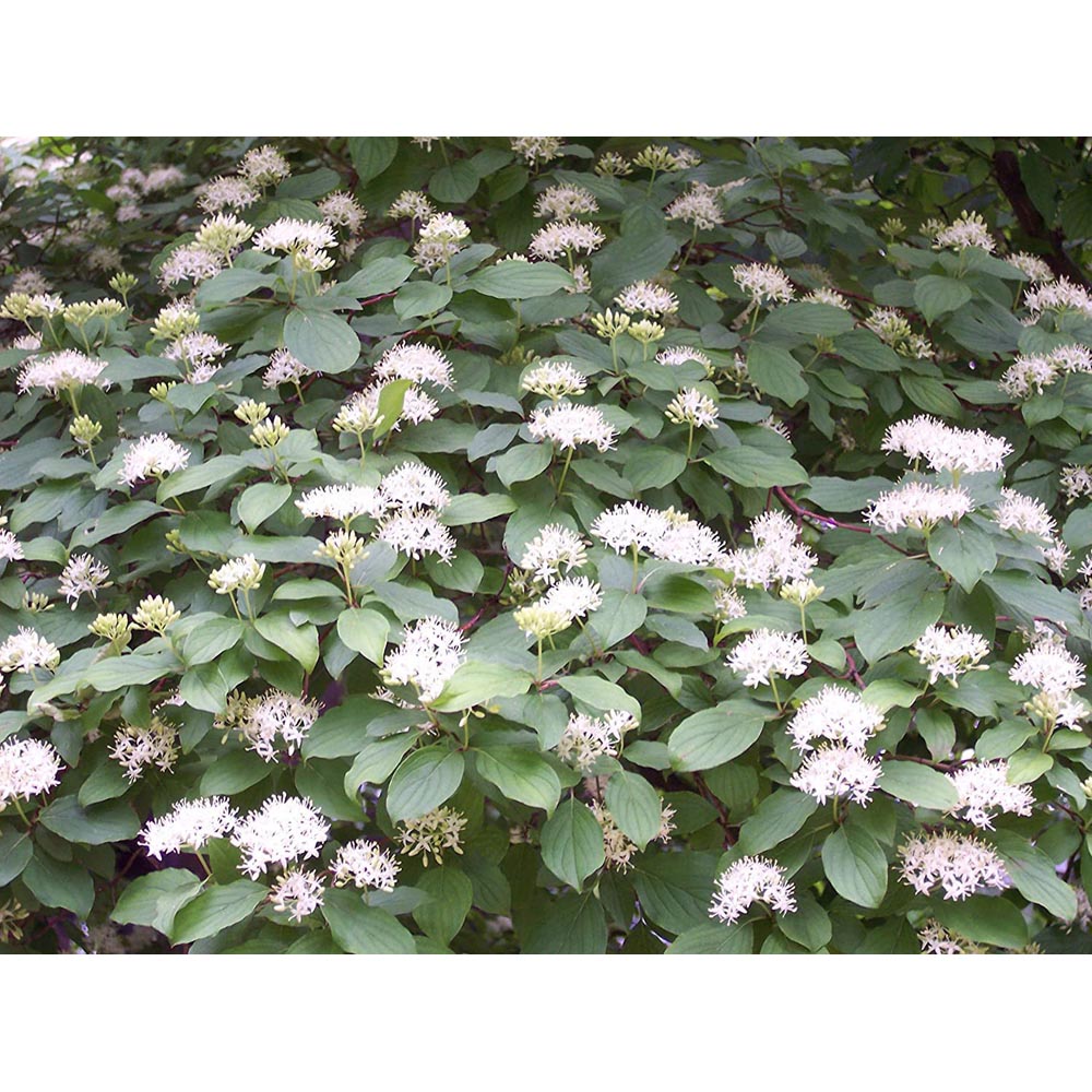 Inspirational Gifting Hedging Dogwood Native Bare Root Hedge Plant Sapling 2-3ft 10 Pack Image 2