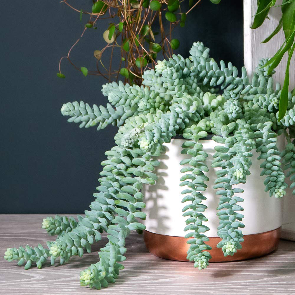 Thompson and Morgan Nurserymans Choice Succulent Hanging Plant Pot 14cm Image 4