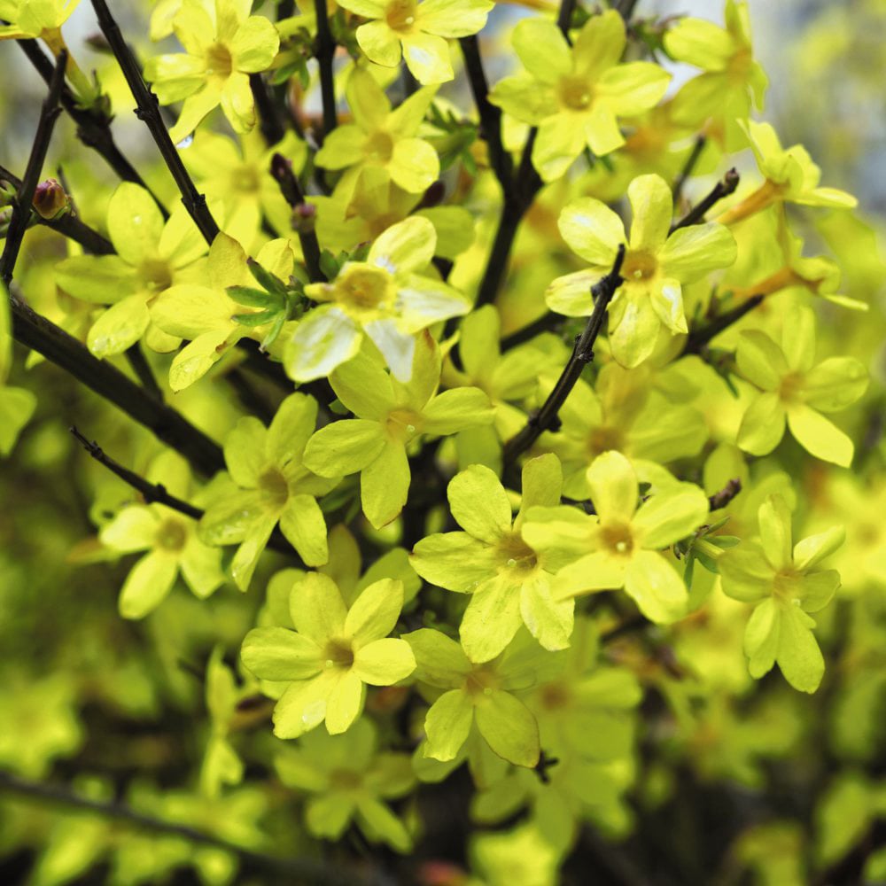 Thompson and Morgan Winter Jasmine Plant Pot 9cm 3 Pack Image 3