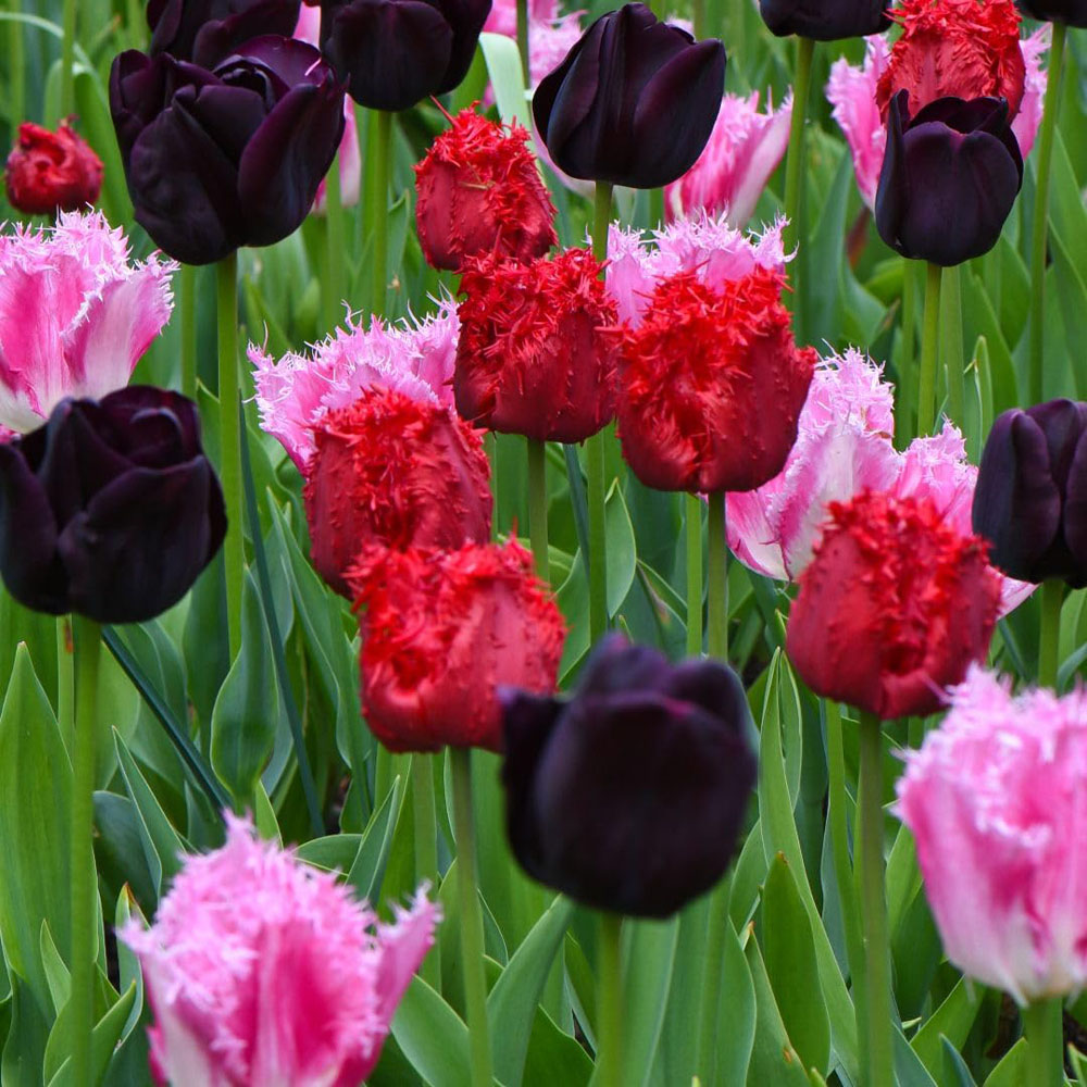Thompson and Morgan Tulip Berry Sorbet Bulbs 16 Pack Image 3