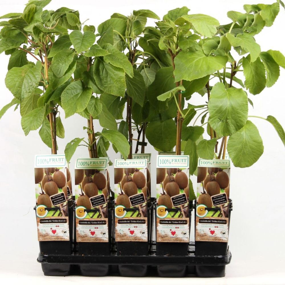 Thompson & Morgan Actinidia Deliciosa Golden Kiwi Plant Pot 2L Image 2