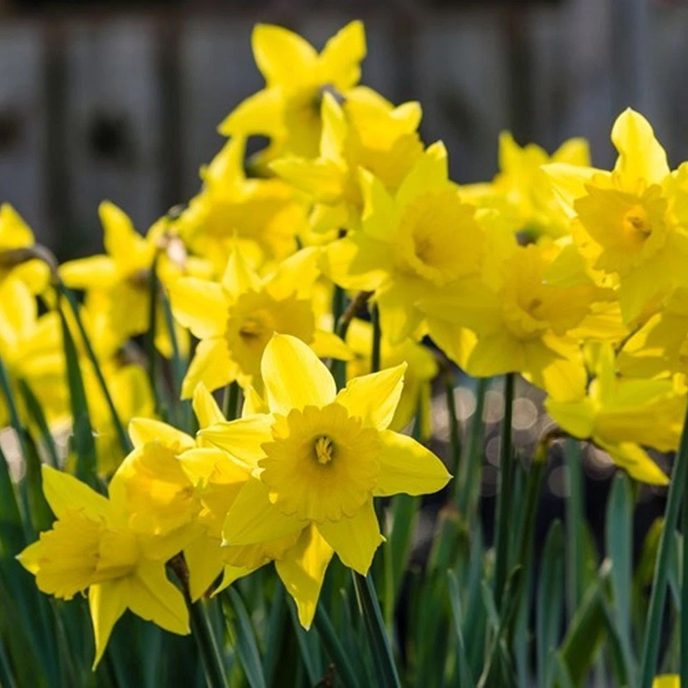 Thompson and Morgan Daffodil Cornish Miniatures Collection Planting Bulb 24 Pack Image 3