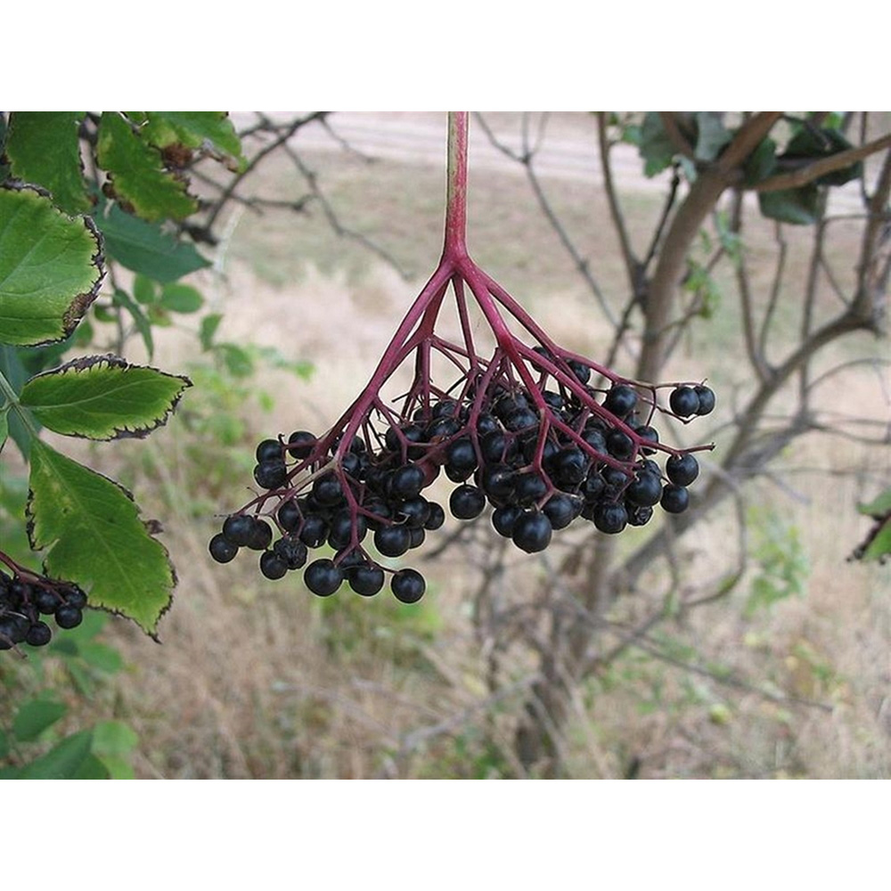 Inspirational Gifting Elder Bare Root Hedge Plant Sapling 2-3ft 20 Pack Image 5