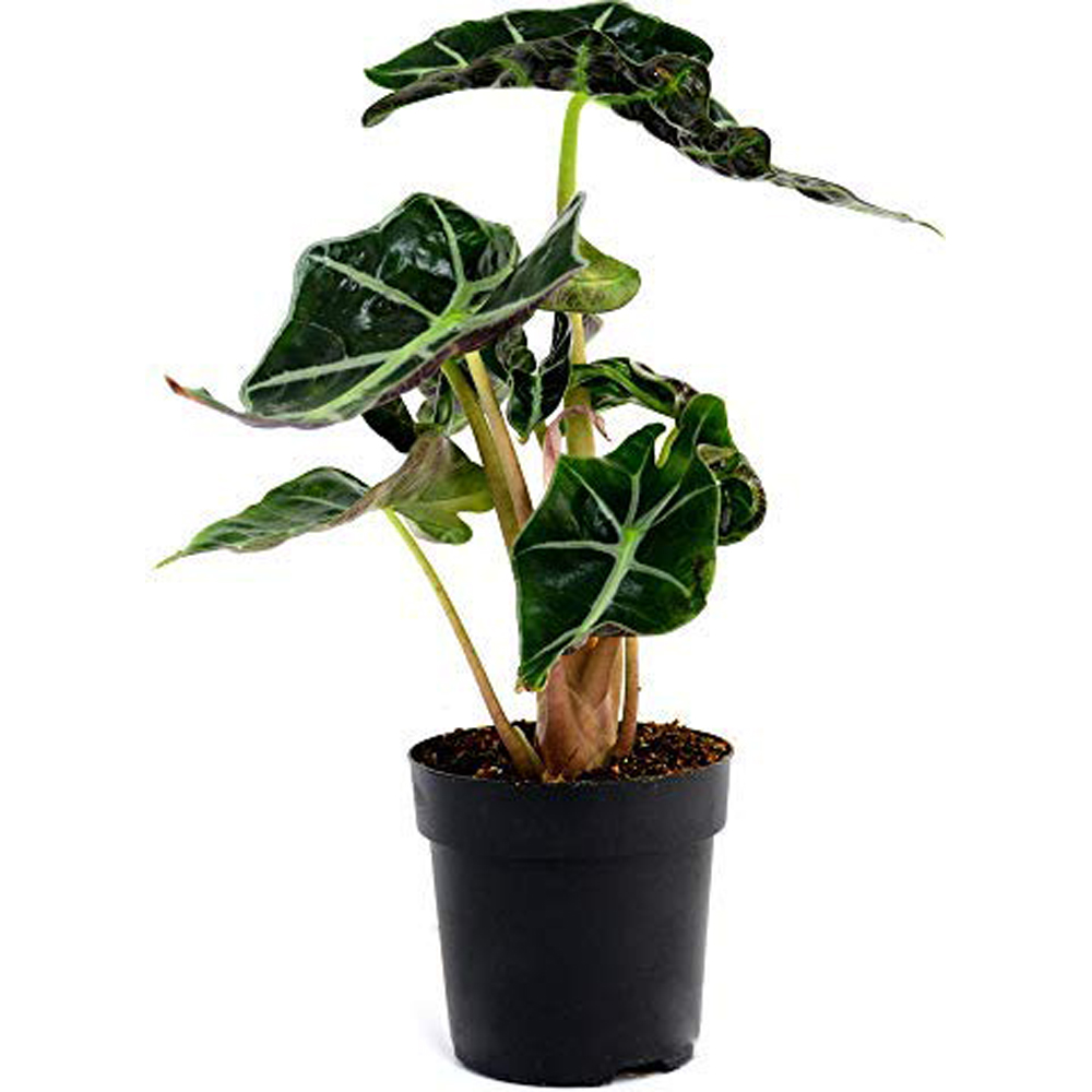 Thompson and Morgan Alocasia Amazonica Elephant Ear Plant Pot 12cm 3 Pack Image 2