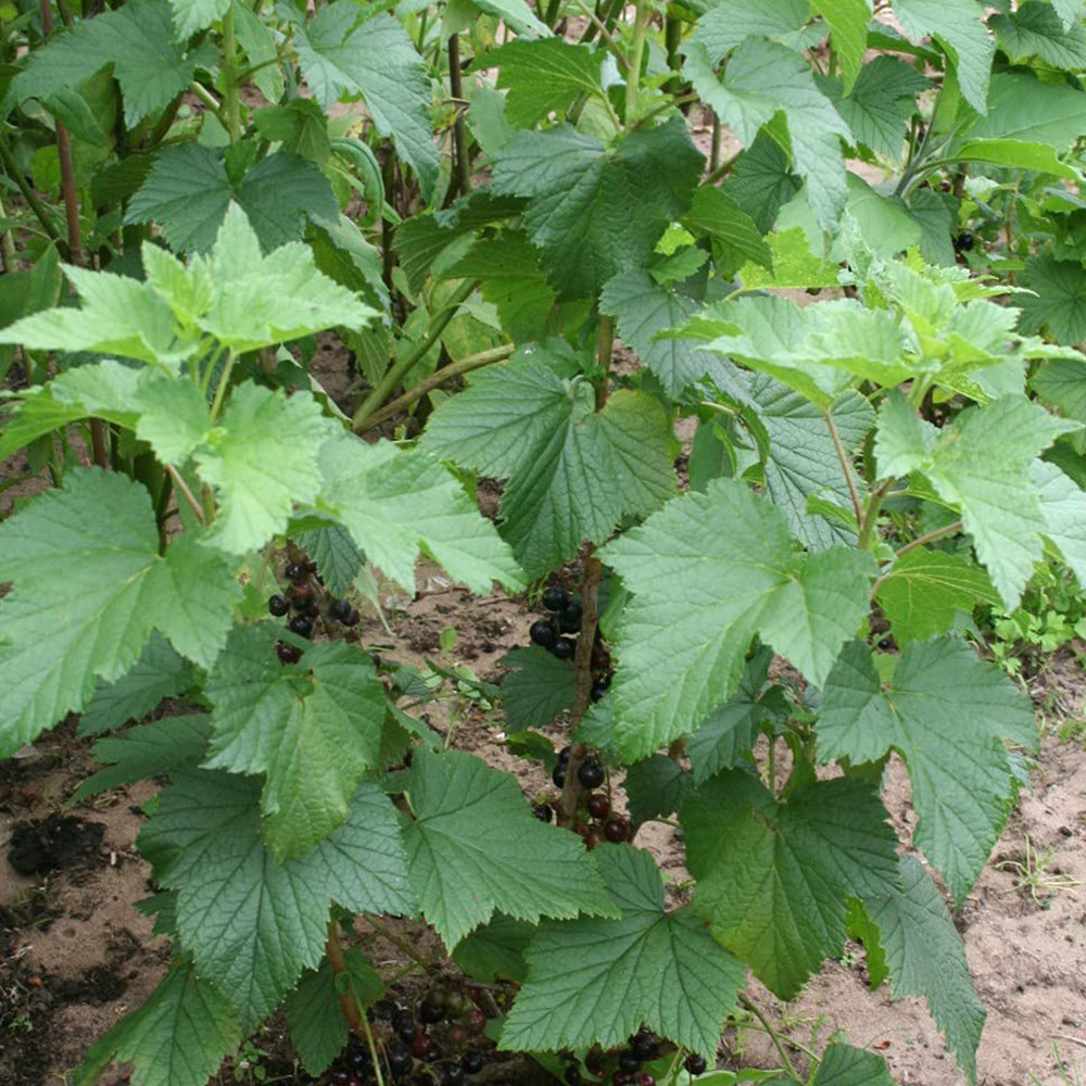 Thompson and Morgan Blackcurrant Ribes Ben Connan Potted Plant 9cm 2 Pack Image 6