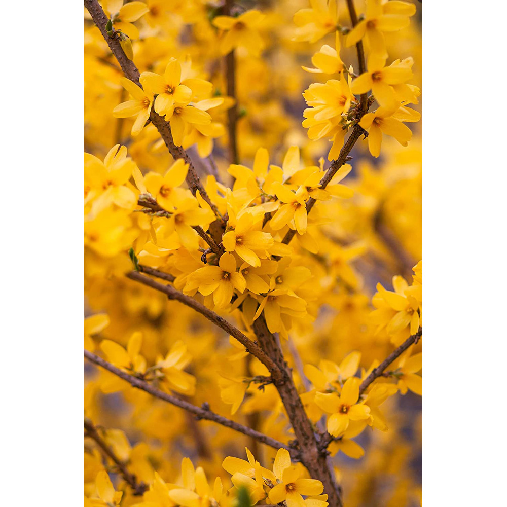 Inspirational Gifting Forsythia Bare Root Hedge Plant Sapling 3ft 5 Pack Image 4