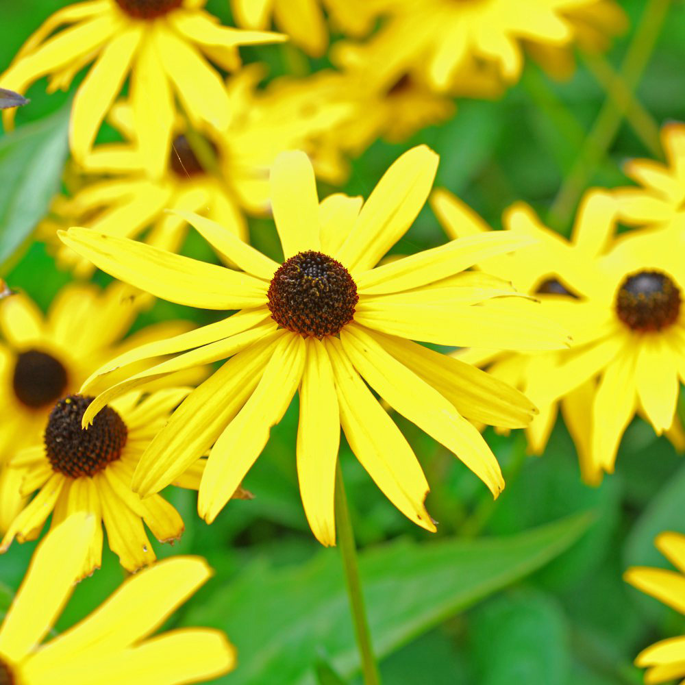 Thompson and Morgan Rudbeckia Goldsturm Potted Plant 1L 3 Pack Image 4