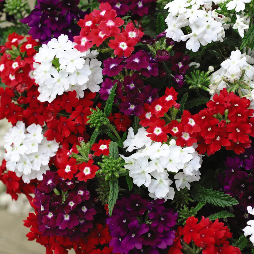 Thompson and Morgan Garden Ready Bumper Collection Garden Ready Plant 360 Pack Image 5